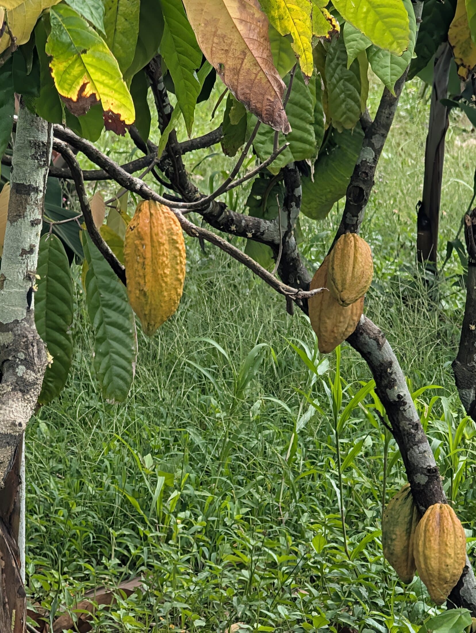 Cocoa pods growing in the field